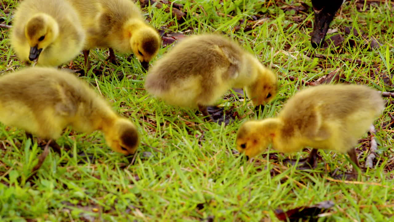 Young geese making their first moves in the world, captured in detail.