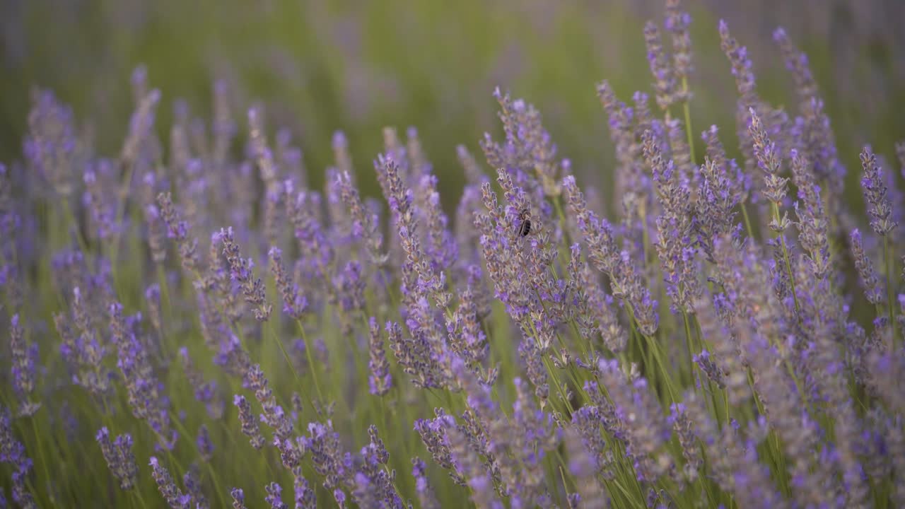 detalle de flores de campo de lavanda meciéndose en el viento y abejas en cuenca, españa, durante la hermosa puesta de sol con luz suave