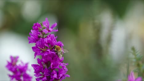 Abeja-Arrastrándose-Sobre-Una-Flor-Silvestre-Púrpura-Recogiendo-Néctar