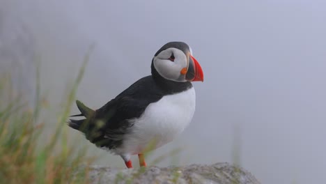 atlantic puffin (fratercula arctica), on the rock on the island of runde (norway).
