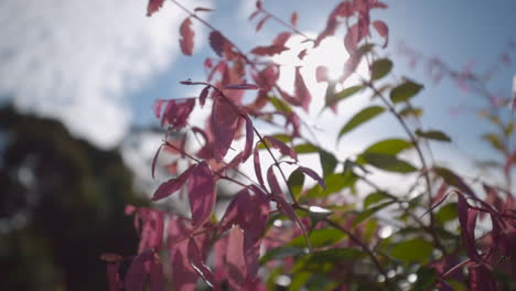 pink and green leaves on branch with sunlight shining from behind