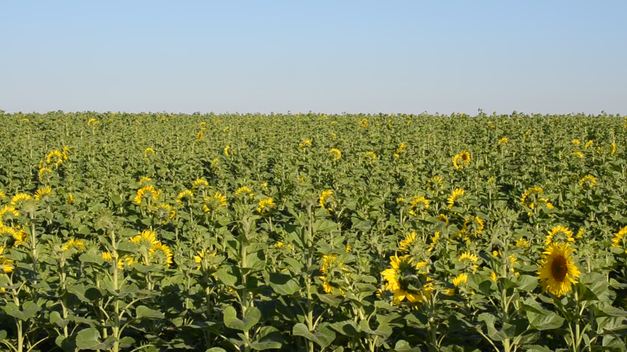 Enorme campo di girasoli. Vento, campo di girasoli contro il cielo
