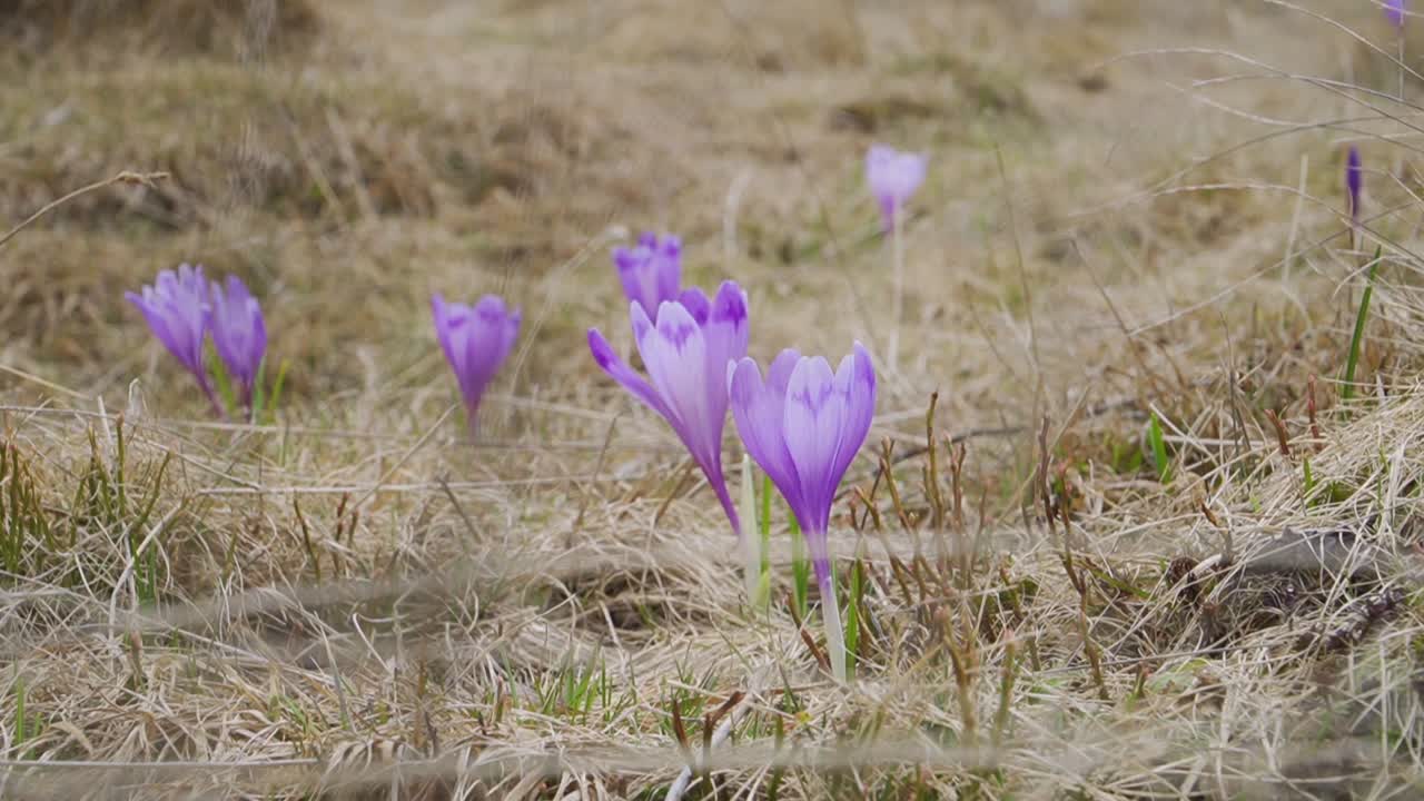las flores de crocús púrpura se abren y se sacuden en el viento con hierba marrón enmarañada