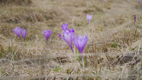 Purple-crocus-flowers-open-and-shaking-in-the-wind-with-matted-brown-grass