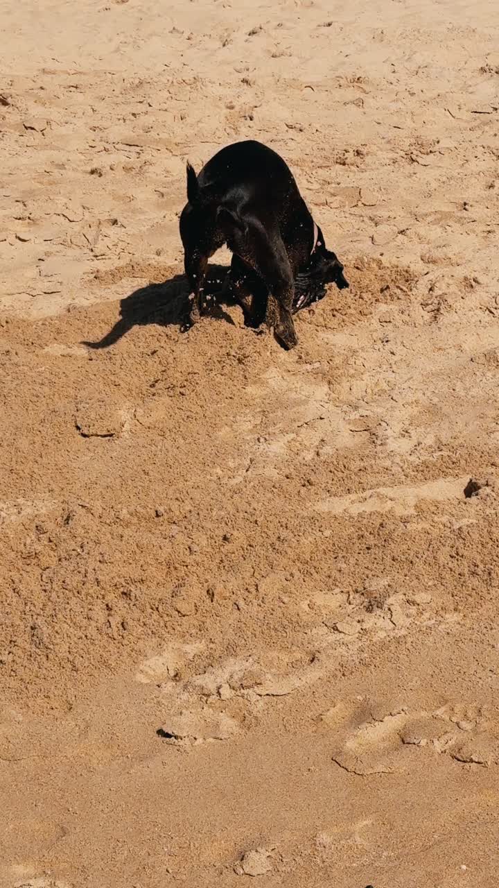 Dog digging in the sand at the beach