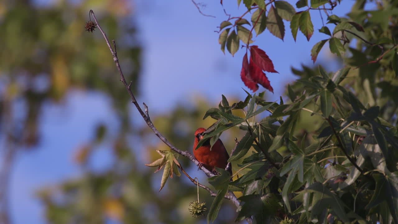 cardenal norteño en una rama pequeña
