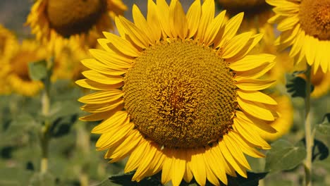 Campo-De-Girasol-De-Primer-Plano-Al-Atardecer