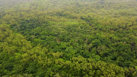 aerial drone shot of lush tropical rainforest treetops