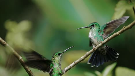 hummingbird green crowned brilliant costa rica jungle