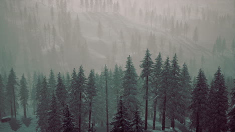Bosque-De-Abetos-En-Un-Día-De-Niebla