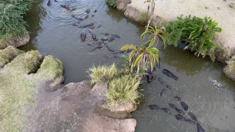 vista aérea de la piscina de hipopótamos en el parque nacional de serengeti, tanzania.