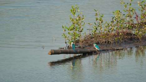 Two-individuals-perched-on-a-bamboo-while-the-other-on-the-right-slams-the-crab-on-the-perch,-Collared-Kingfisher-Todiramphus-chloris,-Thailand