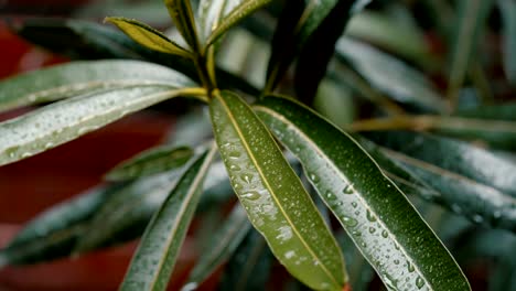 dejar hierba verde con gotas de lluvia. cerrar imágenes macro. hojas sopladas por el viento. fondo de hierba verde.
