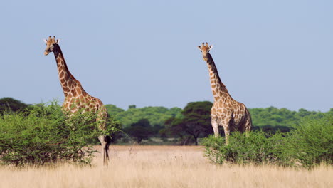 two towering giraffes standing in african savanna under clear blue sky in central kalahari game reserve, botswana. - full body shot