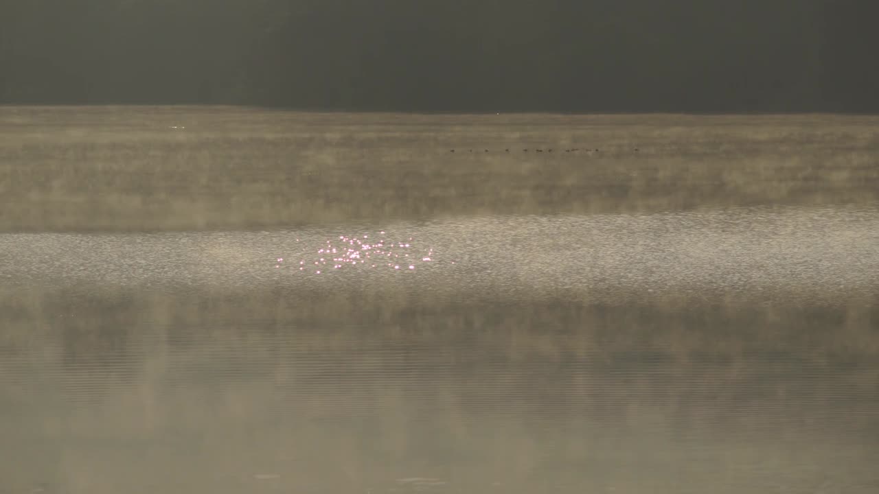 아침 햇살에 호수 위에 안개