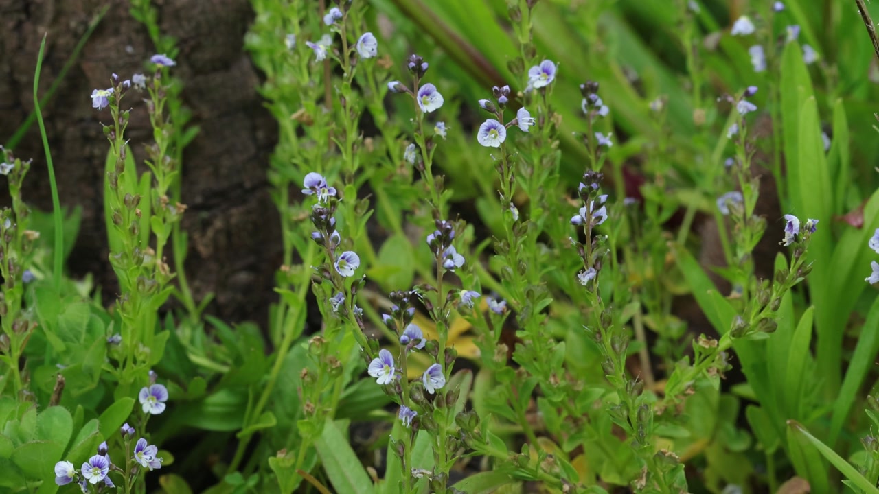 Delicadas flores azuis de Veronica sp. (Speedwell) crescendo em pântano junto ao Lago Bala. País de Gales. Reino Unido