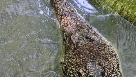 los cocodrilos de agua salada también se conocen como cocodrilos de estuario