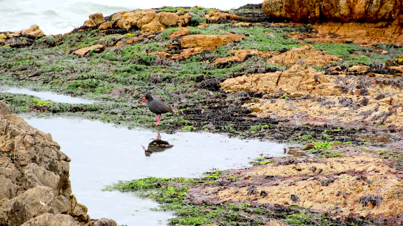 African oystercatcher Haematopus moquini reflection in rock pool on coastline