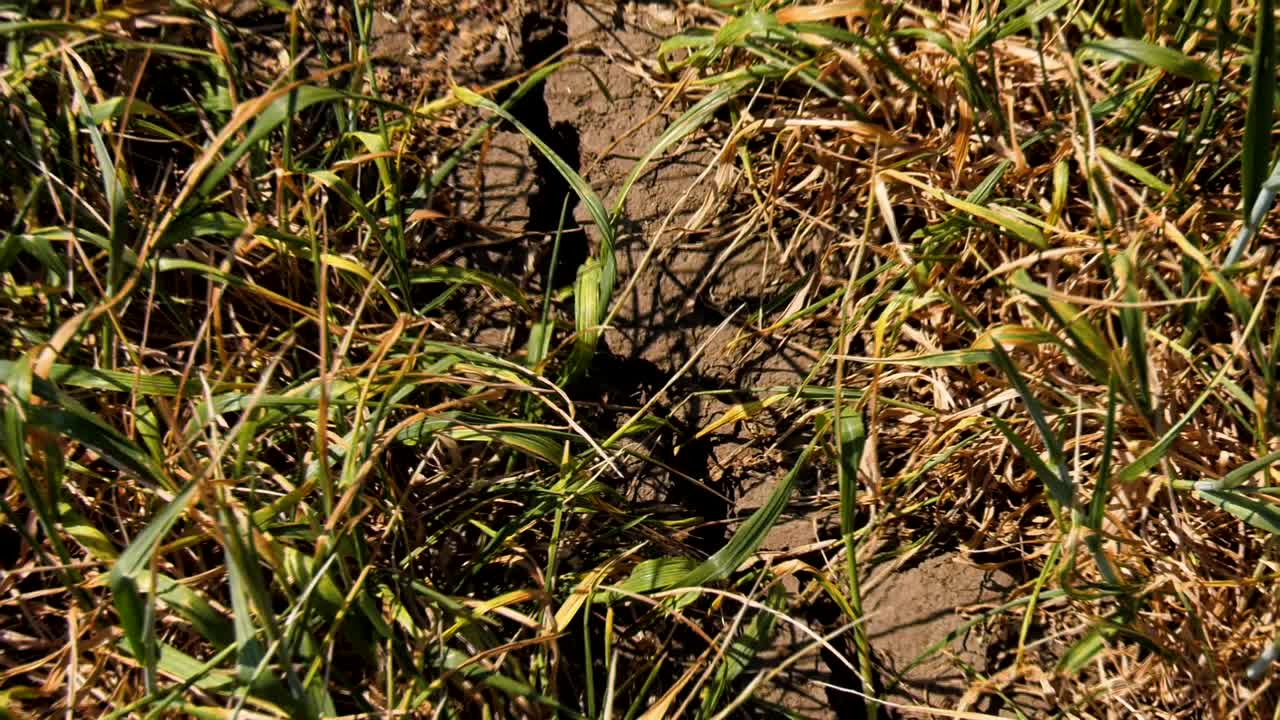 매우 건조한 땅, 건조한 여름 작물, 농업에 영향을 미치는 건조한 여름