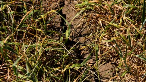 tierra muy seca, cultivos secos de verano, verano seco que afectó la agricultura