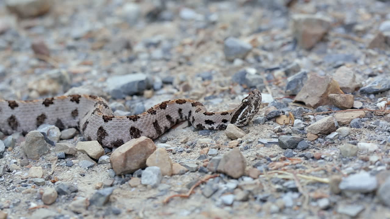 западная пигмейская гремучая змея, sistrurus miliarius, ядовитая североамериканская ямкоголовая гадюка, реагирует на предполагаемую угрозу движениями головы и в конце концов отходит назад