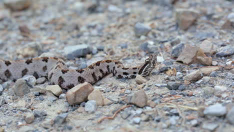 A-Western-Pigmy-Rattlesnake,-Sistrurus-miliarius,-a-venomous-North-American-pit-viper,-reacts-to-a-perceived-threat-with-head-movements-and-finally-moves-backwards