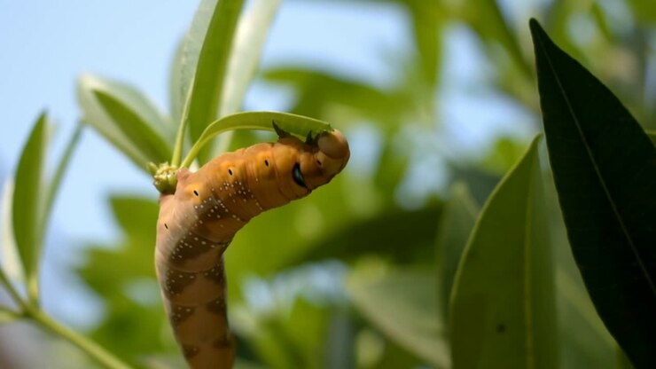 Camouflaged yellow caterpillar feasting on leaves closeup