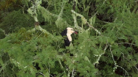 Aerial drone shot of Andean Condor hunting from a tree before flying off