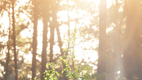 sunlight filtering through trees