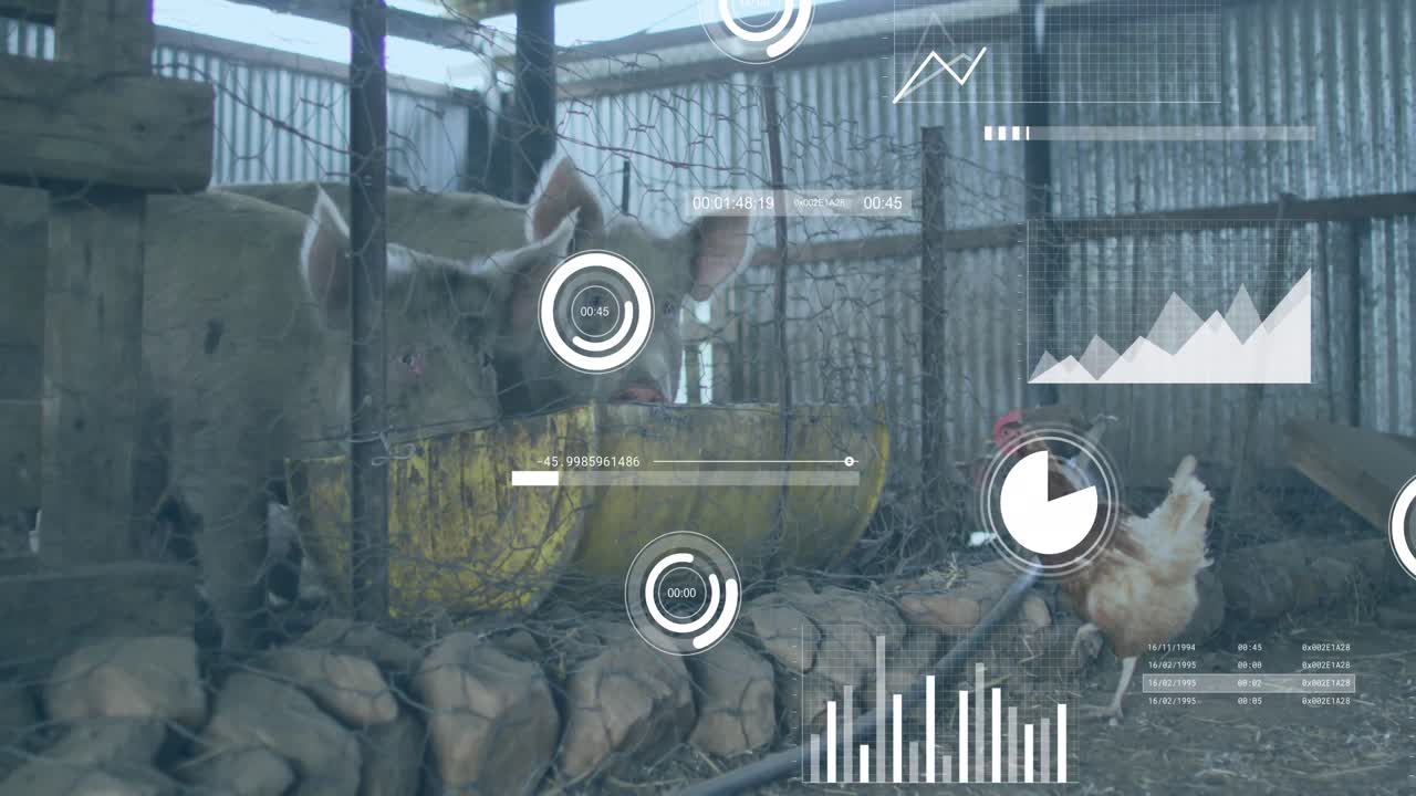 Animazione di elaborazione dati finanziari su galline e maiali in fattoria
