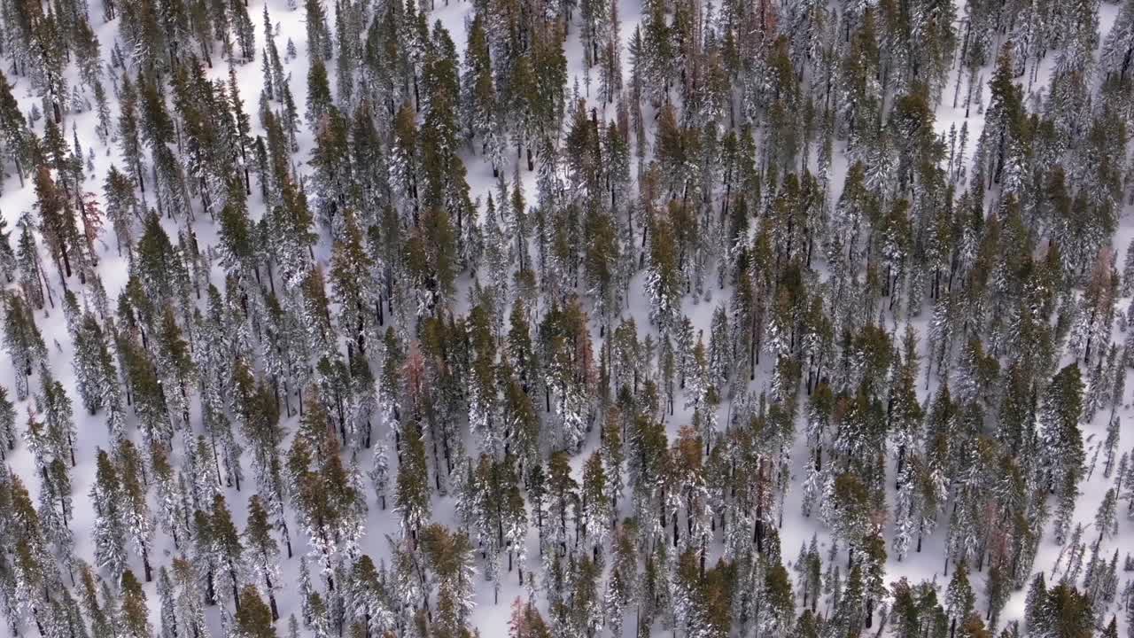 Inyo Sierra National Forest birdseye view snow trees backcountry Mammoth Mountain ski resort California The Hemlocks Ritter Range Sierra Nevada Main Lodge Minarets Summit Vista winter spring right