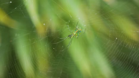 Small-green-spider-with-orange-spots,-hanging-in-its-web,-with-a-green-blurred-plant-background