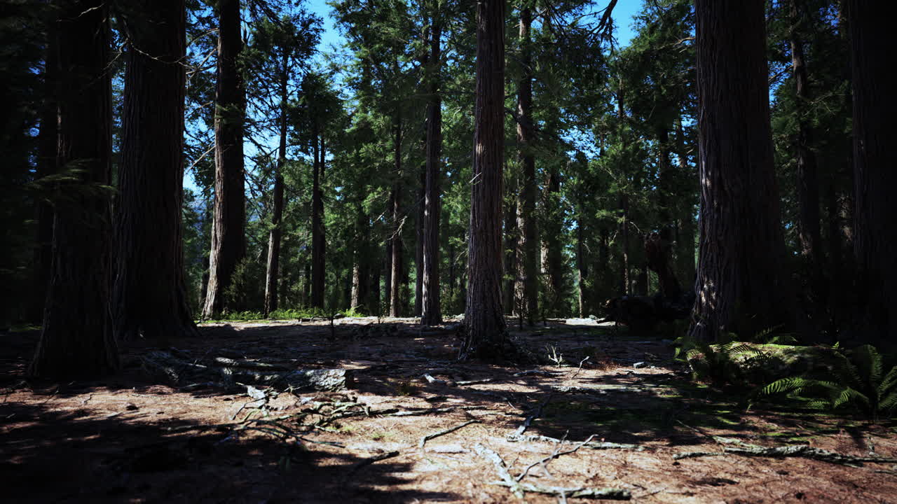 울창 한 숲 에 있는 높은 소나무