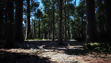 pinos altos en un bosque exuberante