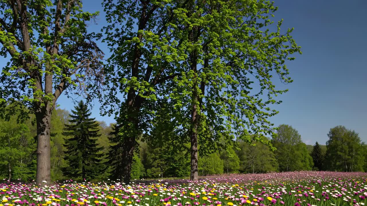Beautiful Spring Meadow with Colorful Flowers and Trees