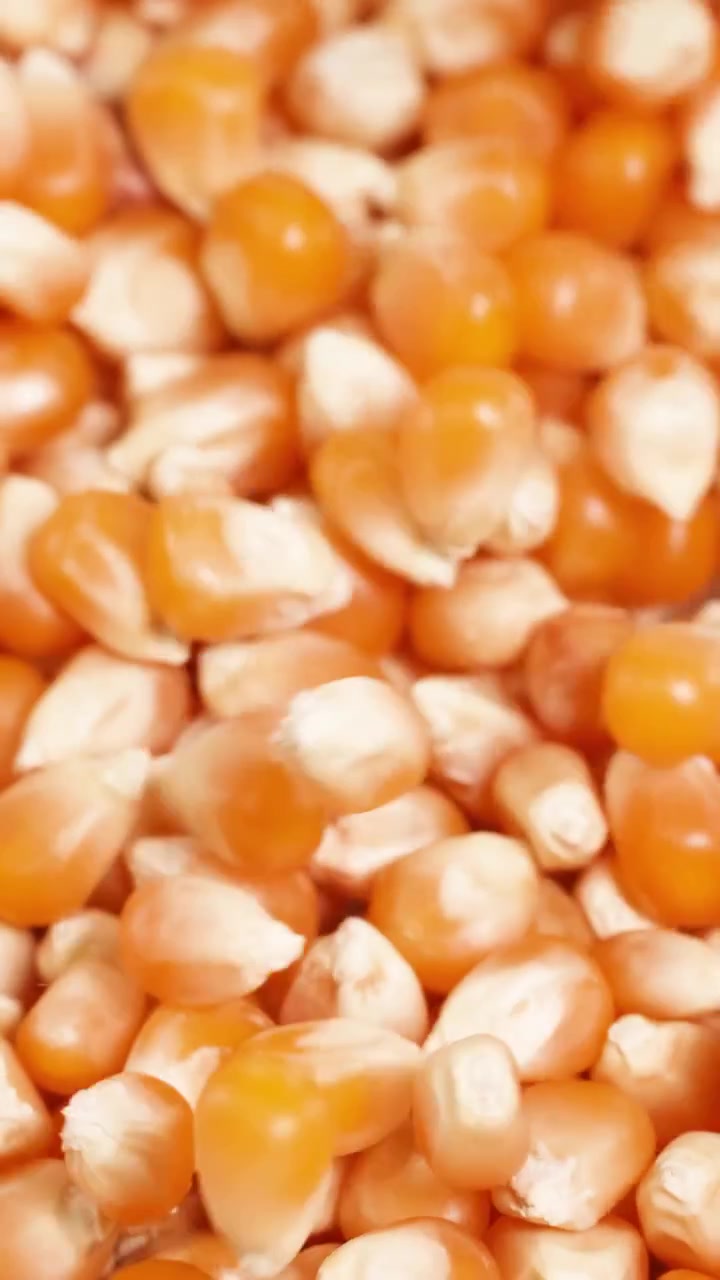 Slow motion macro shot of golden corn kernels falling against a bright white background.