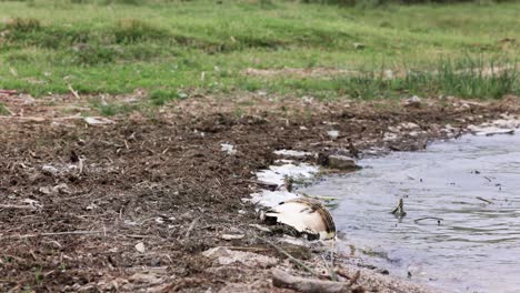 Garbage-On-The-Shore-Of-A-Polluted-Lake