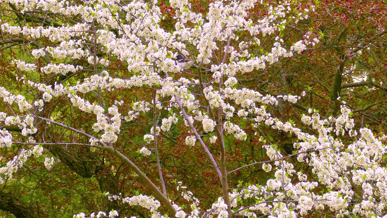 Rose breasted grosbeak birds couple peacefully perched on branch surrounded by blooming springtime blossoms