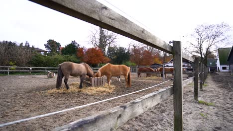 Brown-horses-eating-straw-on-a-cloudy-day-in-slow-motion