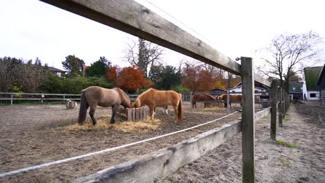 Caballos-Marrones-Comiendo-Paja-En-Un-Día-Nublado-En-Cámara-Lenta