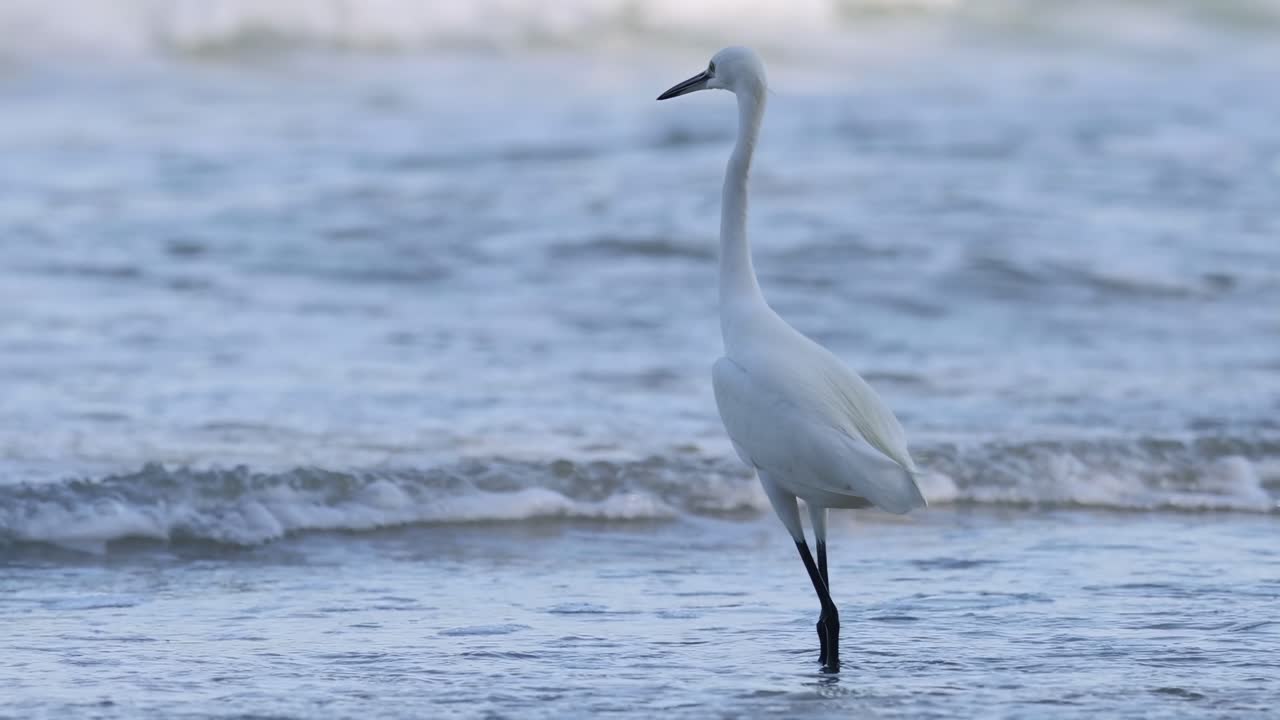 A graceful egret walks through shallow ocean waters, surrounded by gentle waves and a serene atmosphere.