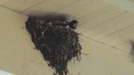 Swallow-chicks-are-being-feed-in-a-barn-in-Sweden