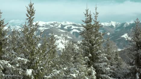 Snow-Covered-Coniferous-Pine-Trees-in-Wintry-Nature-Landscape