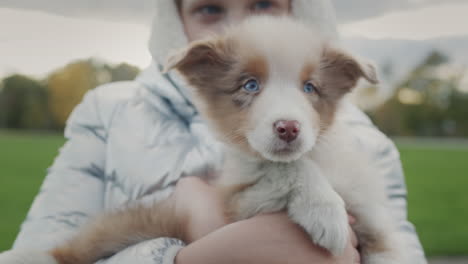 a child holds an avtralian shepherd puppy in his hands, walking together in the park