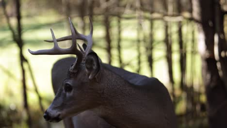 deer buck licks its nose and flicks its tail slomo closeup