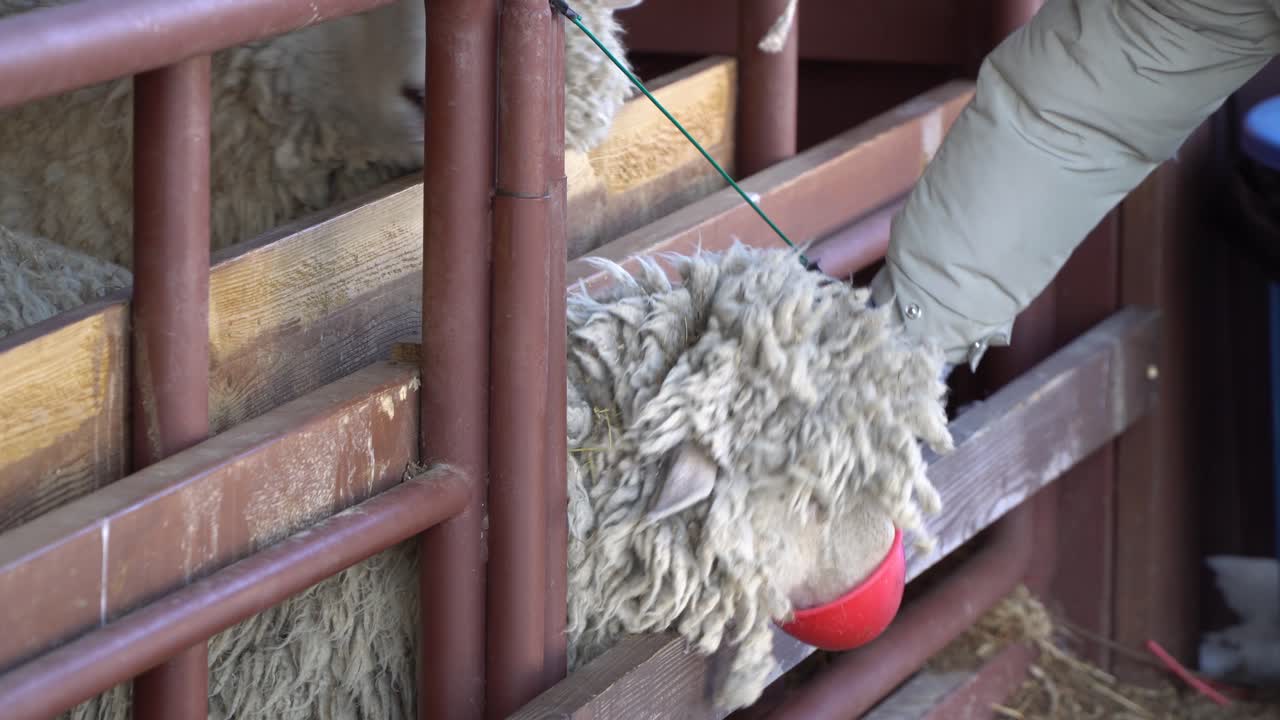 ovejas alimentándose con una canasta roja a mano en la granja en corea del sur, pyeongchang