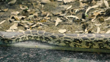 Eine-Junge-Indische-Pythonschlange-Sucht-Im-Zoopark-Hinter-Der-Glasscheibe-In-Indien-Nach-Einem-Ausweg.-Nahaufnahme-Einer-Jungen-Indischen-Pythonschlange-Mit-Entzückender-Hautstruktur-Im-Zoopark-In-Indien