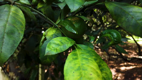 hojas de limonero enfermas, plaga, plaga