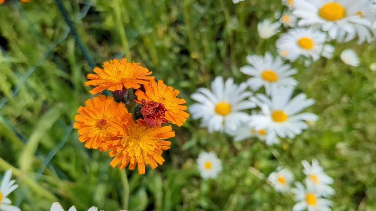Orange Pilosella aurantiaca flowers and daisies growing in garden close up, happiness, joy and positivity
