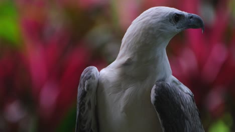 Looking-vigilantly-to-the-right,-White-bellied-Sea-Eagle-Haliaeetus-leucogaster